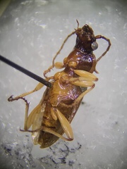 Patrobus longicornis