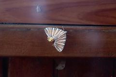 Pityeja histrionaria