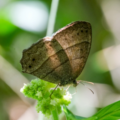 Yphthimoides angularis