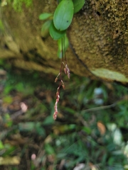 Specklinia grobyi