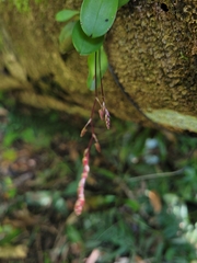 Specklinia grobyi