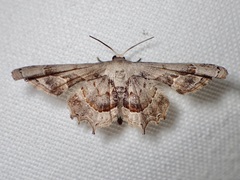 Antiplecta
