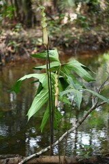 Anaphyllopsis americana