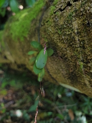 Specklinia grobyi