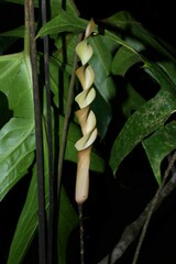 Anaphyllopsis americana