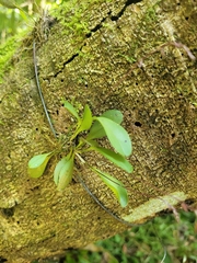 Specklinia grobyi