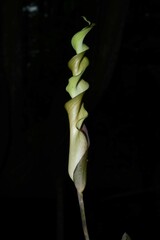 Anaphyllopsis americana