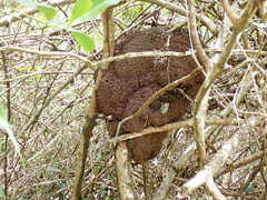 Nasutitermes walkeri