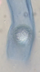 Lamprospora seaveri