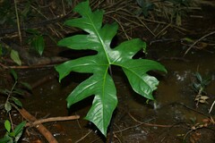 Anaphyllopsis americana