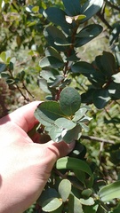 Symplocos theiformis