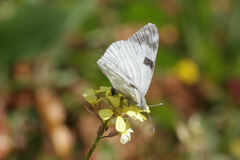 Euchloe belemia