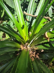 Bromelioideae