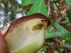 Anaphyllopsis americana