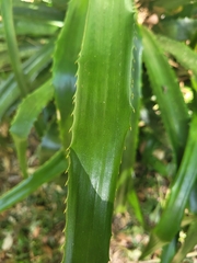 Bromelioideae