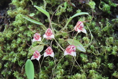 Masdevallia nidifica
