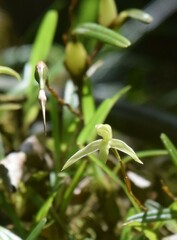 Maxillaria acuminata