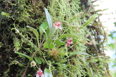 Masdevallia nidifica