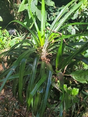 Bromelioideae