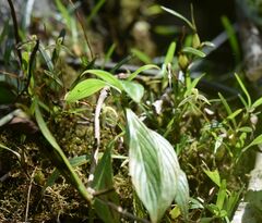 Maxillaria acuminata