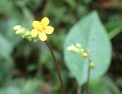 Talinum paniculatum