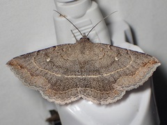 Lesmone griseipennis