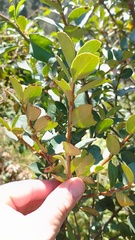 Symplocos theiformis