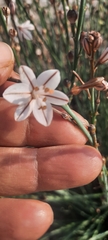 Asphodelus fistulosus
