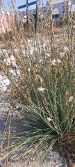 Asphodelus fistulosus