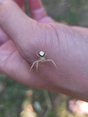 Misumenops callinurus