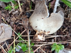 Helvellaceae