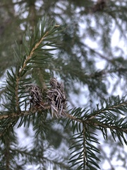 Adelges abietis