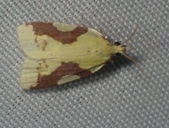 Cenopis niveana