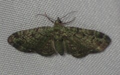 Pasiphila rectangulata