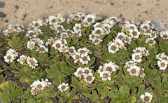 Ixodia achillaeoides