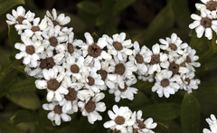 Ixodia achillaeoides