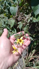 Bidens rubifolia