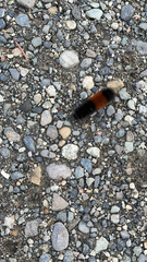 Pyrrharctia isabella