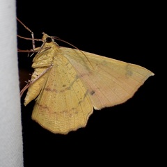 Erastria decrepitaria