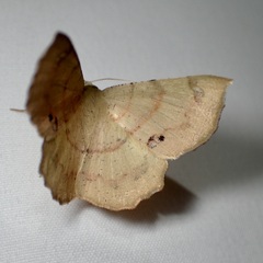 Erastria decrepitaria
