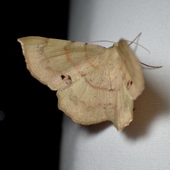 Erastria decrepitaria