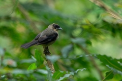 Trichothraupis melanops