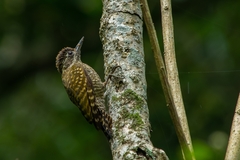 Dryobates spilogaster