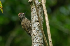 Dryobates spilogaster