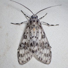 Eucereon myrina