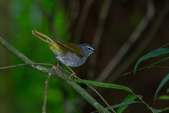 Myiothlypis leucoblephara