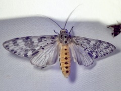 Eucereon myrina