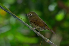 Schiffornis virescens