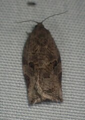 Archips grisea