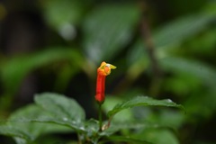 Centropogon granulosus